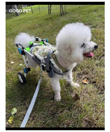 PawHaven Folding wheelchair for dogs and cats s - Buy Online on GoSupps.com
