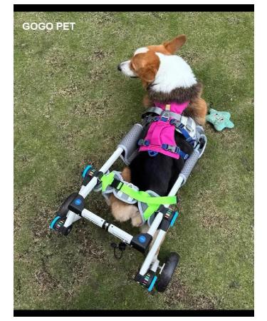 PawHaven Folding wheelchair for dogs and cats s - Buy Online on GoSupps.com