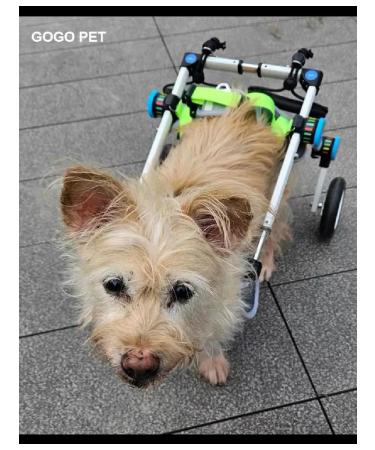 PawHaven Folding wheelchair for dogs and cats s - Buy Online on GoSupps.com