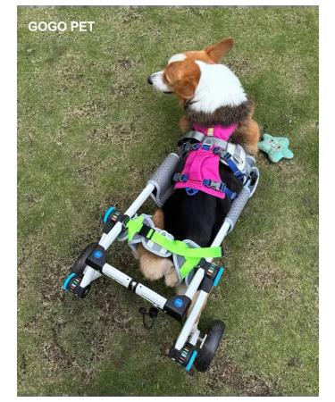 PawHaven Folding wheelchair for dogs and cats m - Buy Online on GoSupps.com