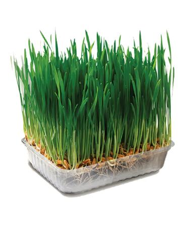 Triol grass for cats and pets 1 pc - Buy Online on GoSupps.com