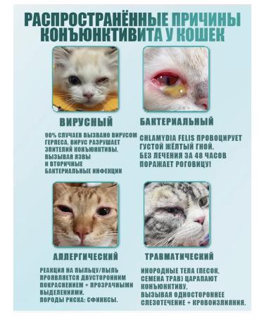 Eye drops from conjunctivitis for animals 20 ml - Buy Online on GoSupps.com