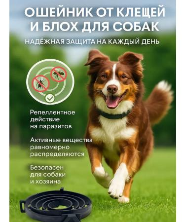 It will be necessary Blockel collar for dogs