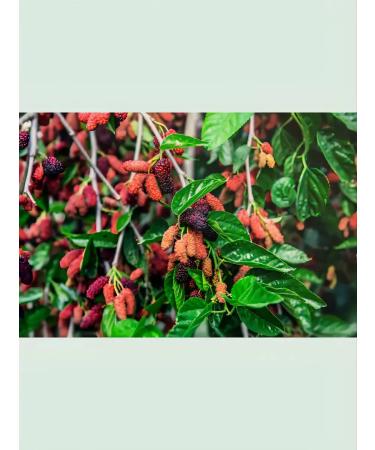 DESTEK Organic mulberry extract Pekmes 640 gr T rkiye - Buy Online on GoSupps.com