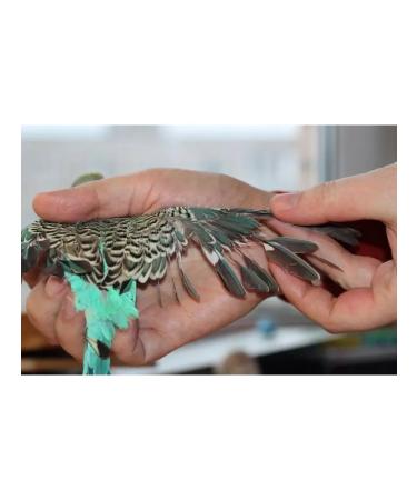 Kovelos Purochyust against the pups of the pennies - Buy Online on GoSupps.com