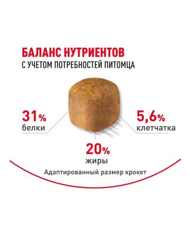 ROYAL CANIN Main coon adult - Buy Online on GoSupps.com