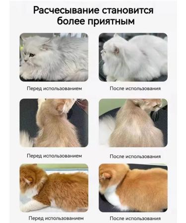 Dry shampoo for cats without water 200 ml - Buy Online on GoSupps.com