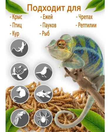 Avalanche of care Zophobas dried for insectivorous animals 150 grams - Buy Online on GoSupps.com