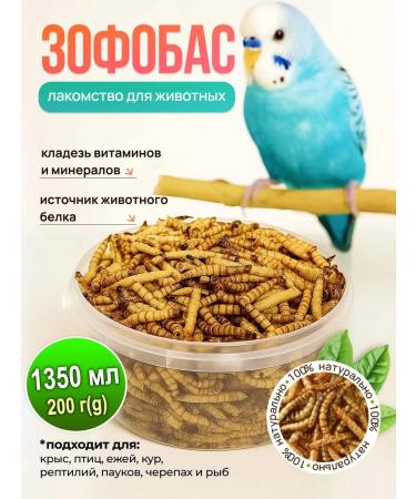 Avalanche of care Zophobas dried for insectivorous animals 200 grams