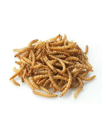 Avalanche of care Zophobas dried for insectivorous animals 300 grams - Buy Online on GoSupps.com