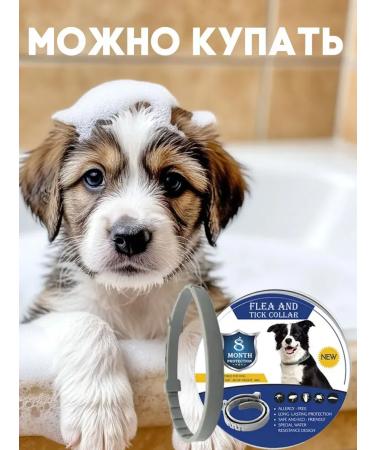 Father Frost A collar from fleas and ticks for dogs Protection from insects - Buy Online on GoSupps.com