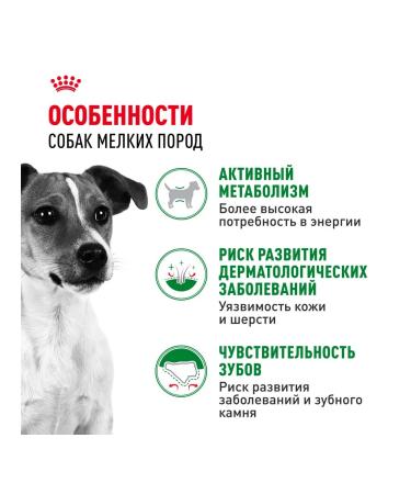 ROYAL CANIN Dry food for dogs of small breeds Mini Adult (Mini Edalt) 8kg - Buy Online on GoSupps.com