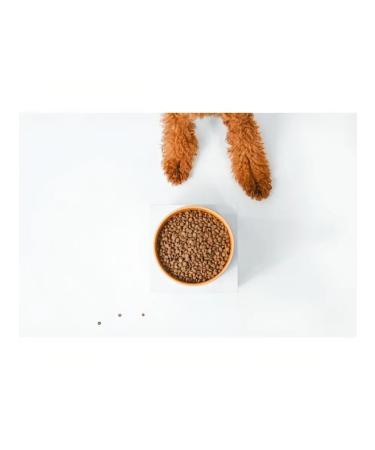 Natures Protection Dry food for puppies with red hair with salmon 1.5 kg - Buy Online on GoSupps.com
