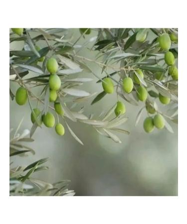 Le Petit Olivier Mask for hair is nutritious with shi oil olive and argan - Buy Online on GoSupps.com