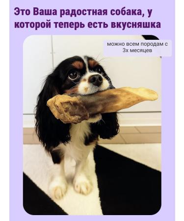 Canezeta Beef ears for dogs 2 pieces - Buy Online on GoSupps.com