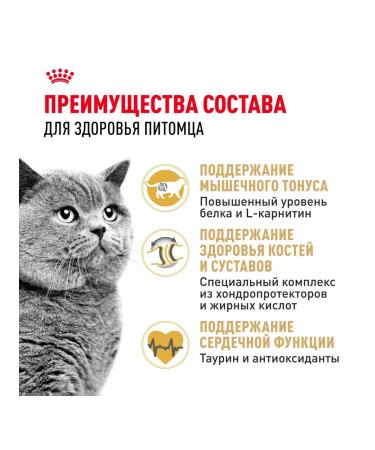ROYAL CANIN Feed for the British breed bird 2 kg. x 2 pcs - Buy Online on GoSupps.com