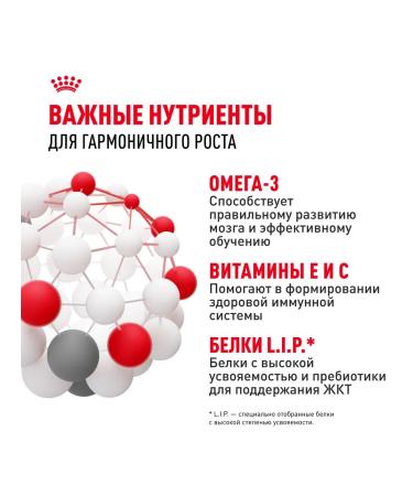 ROYAL CANIN Dry food for small breed puppies 800 g 2 pcs - Buy Online on GoSupps.com