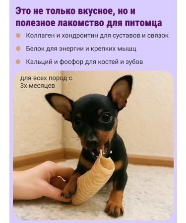 Canezeta T -shirt of beef for dogs 1 kg - Buy Online on GoSupps.com