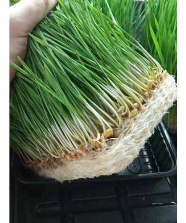 Cereal wheat is not processed - Buy Online on GoSupps.com