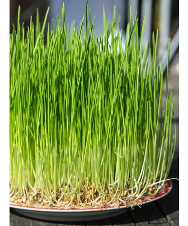 Cereal wheat is not processed - Buy Online on GoSupps.com
