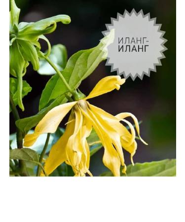 Body oil for dry and inflamed skin 100ml - Buy Online on GoSupps.com