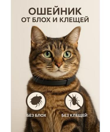 BAYBOLOM A collar for a cat Anti -scorching ticks without smell - Buy Online on GoSupps.com