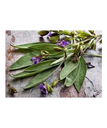 The Ural Nature Reserve Sage dried grass - Buy Online on GoSupps.com