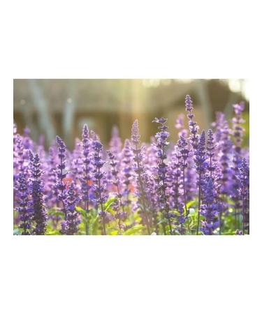 The Ural Nature Reserve Sage dried grass - Buy Online on GoSupps.com