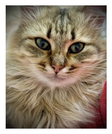 Neoterica Paste for removing wool from the stomach of cats and dogs 60 ml - Buy Online on GoSupps.com