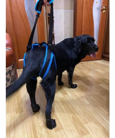 Help for dogs rear support - Buy Online on GoSupps.com