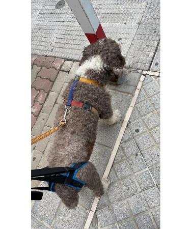 Help for dogs rear support - Buy Online on GoSupps.com