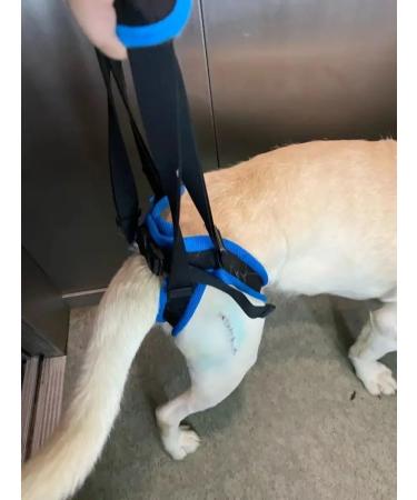 Help for dogs rear support - Buy Online on GoSupps.com
