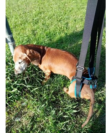 Help for dogs rear support - Buy Online on GoSupps.com