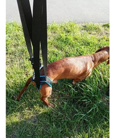 Help for dogs rear support - Buy Online on GoSupps.com