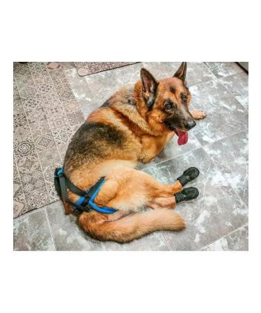 Help for dogs rear support - Buy Online on GoSupps.com