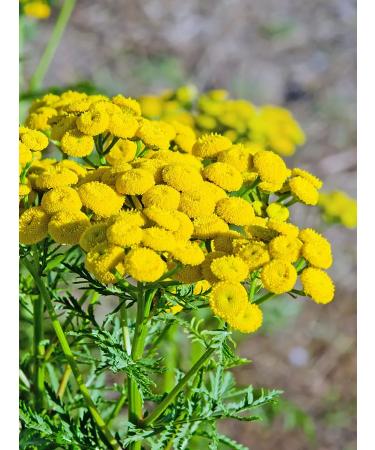 LUKKSEN Tansy grass dried 220 g - Buy Online on GoSupps.com