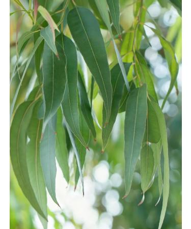 LUKKSEN Eucalyptus leaf dried tea for brewing 200g - Buy Online on GoSupps.com