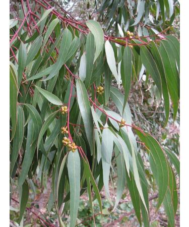 LUKKSEN Eucalyptus leaf dried tea for brewing 200g - Buy Online on GoSupps.com