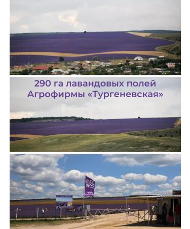 AF Turgenevskaya Lavender hydrolate narrow -leaved 700 ml of Crimea - Buy Online on GoSupps.com