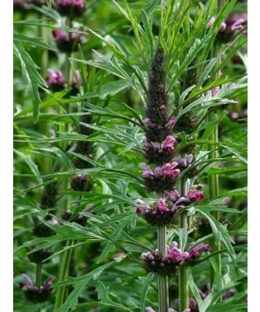 LUKKSEN Motherwort is dried grass 160g - Buy Online on GoSupps.com