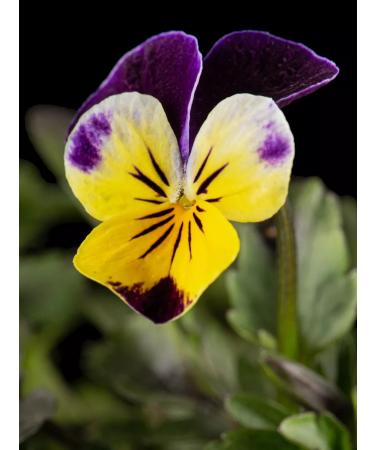 LUKKSEN Violet grass cut 200 g - Buy Online on GoSupps.com