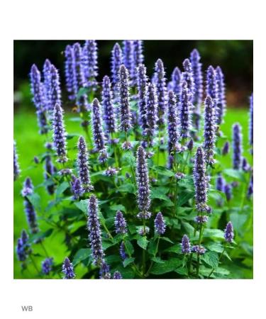 The Ural Nature Reserve Issop medicinal grass - Buy Online on GoSupps.com