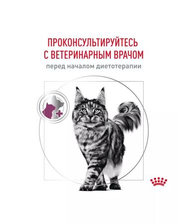 ROYAL CANIN Renal cat food chronic renal failure of 4 kg - Buy Online on GoSupps.com