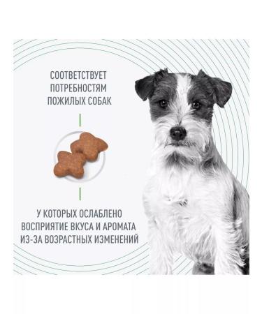 Royal Canin Mini adult 8+ Feed for elderly dogs of small rocks 2kg - Buy Online on GoSupps.com