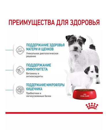 ROYAL CANIN Mini Starter storm for small breed puppies up to 2 months 1 kg - Buy Online on GoSupps.com