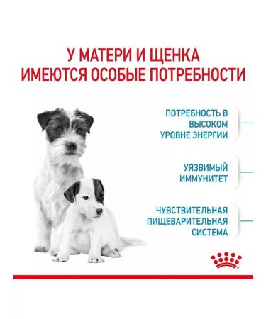 ROYAL CANIN Mini Starter storm for small breed puppies up to 2 months 1 kg - Buy Online on GoSupps.com