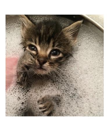 GOOD CAT Flip -shampoo apple 250ml - Buy Online on GoSupps.com