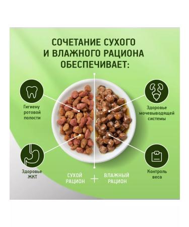 Kitekat Dry food for cats chicken 10pcs of 800g - Buy Online on GoSupps.com