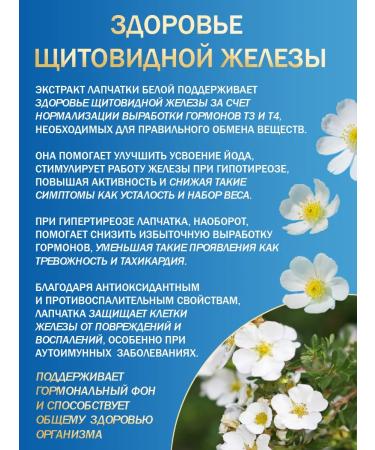 THE RIGHT HERBS Lapcut root white herbal collection - Buy Online on GoSupps.com