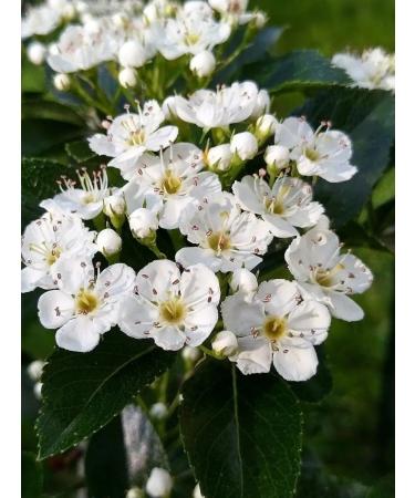 Honey of the Mamdeev family Hawthorn honey without sugar healthy lifestyle - Buy Online on GoSupps.com